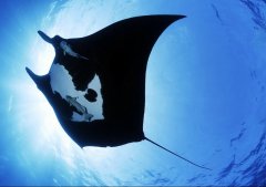 �����е�Ǳˮ����