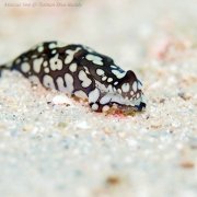 ˮ����Ӱ΢������50��