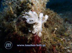 ˮ����Ӱ΢������27��