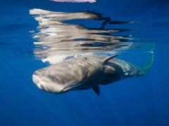 Ǳˮ�ھ���Ĩ�㾨