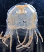 <b>ǱˮԱ��֪��ʮ����Σ�ն������а�</b>